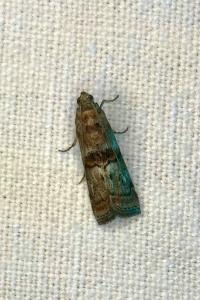 <i>Phycita roborella</i>