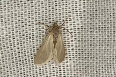 <i>Acentria ephemerella</i>