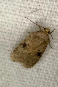 <i>Agonopterix propinquella</i>