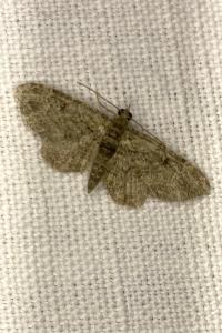 <i>Pasiphila rectangulata</i>