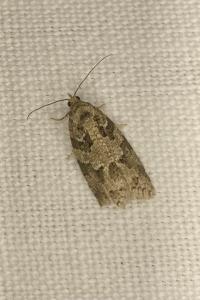 <i>Cnephasia</i>