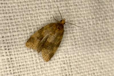 <i>Epagoge grotiana</i>