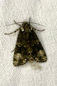 <i>Craniophora ligustri</i>