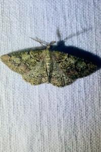<i>Cleorodes lichenaria</i>