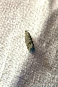 <i>Cydia splendana</i>