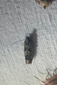 <i>Zeiraphera isertana</i>