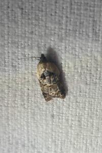 <i>Acleris variegana</i>