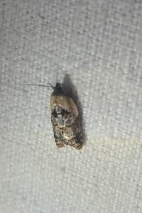 <i>Acleris variegana</i>