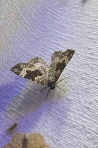 <i>Epirrhoe alternata</i>