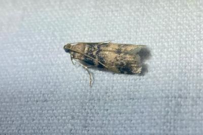 <i>Euzophera pinguis</i>