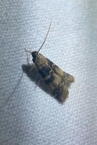 <i>Euzophera pinguis</i>
