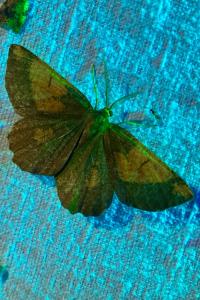 <i>Angerona prunaria</i>