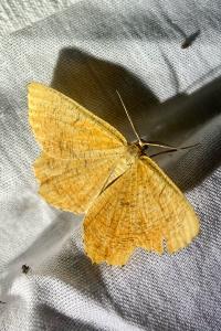 <i>Angerona prunaria</i>