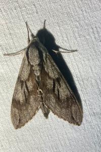 <i>Hyloicus pinastri</i>