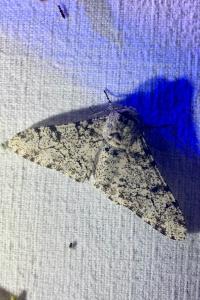 <i>Biston betularia</i>