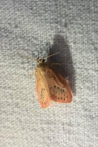 <i>Miltochrista miniata</i>