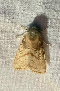 <i>Dicycla oo</i>