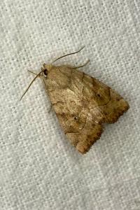 <i>Cosmia trapezina</i>