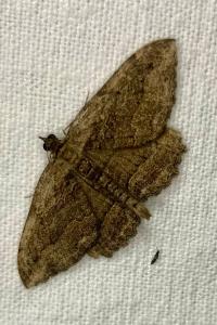 <i>Philereme transversata</i>