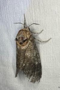 <i>Cossus cossus</i>