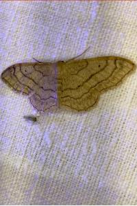 <i>Idaea aversata</i>