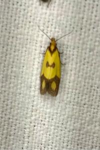 <i>Agapeta zoegana</i>