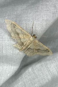<i>Idaea aversata</i>