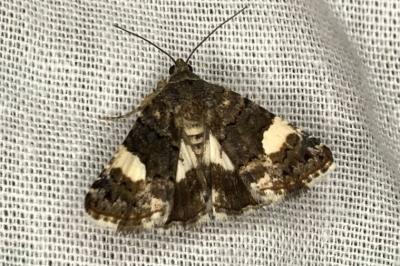 <i>Tyta luctuosa</i>