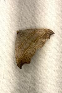 <i>Laspeyria flexula</i>