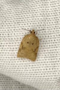 <i>Acleris ferrugana/notana</i>