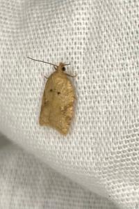 <i>Acleris ferrugana/notana</i>