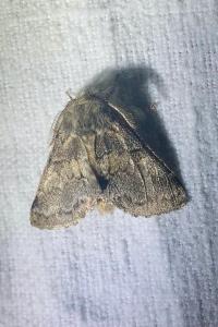 <i>Gluphisia crenata</i>