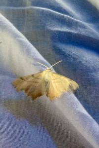 <i>Ennomos erosaria</i>