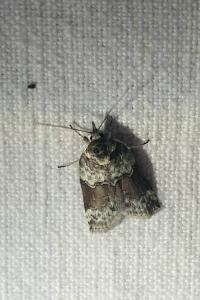 <i>Nycteola siculana</i>