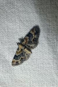<i>Eupithecia linariata</i>