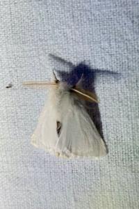 <i>Euproctis chrysorrhoea</i>
