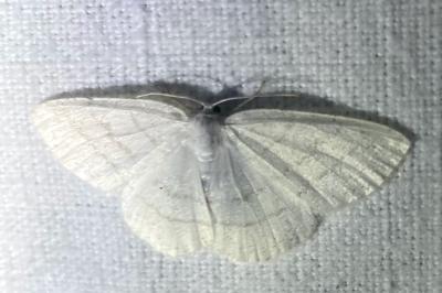 <i>Cabera pusaria</i>