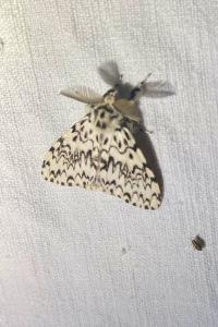 <i>Lymantria monacha</i>