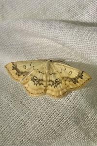 <i>Cyclophora annularia</i>