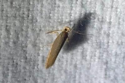 <i>Crassa unitella</i>