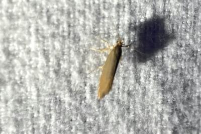 <i>Crassa unitella</i>
