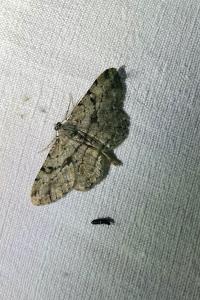 <i>Peribatodes rhomboidaria</i>