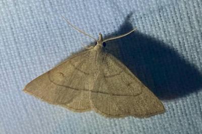 <i>Paracolax tristalis</i>