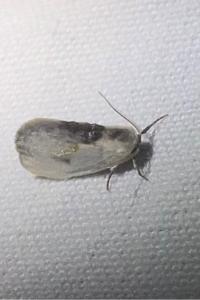 <i>Cilix glaucata</i>