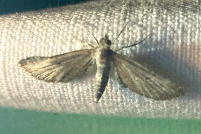 <i>Eupithecia</i>