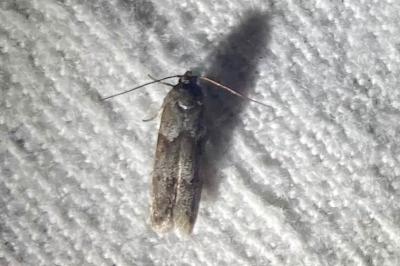<i>Blastobasis glandulella</i>
