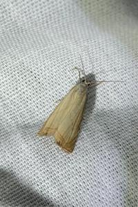 <i>Chrysoteuchia culmella</i>