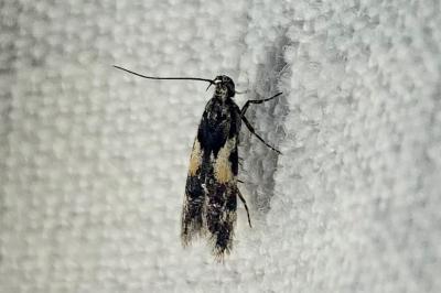 <i>Teleiodes luculella</i>