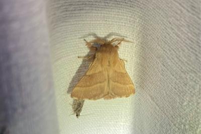 <i>Malacosoma neustria</i>