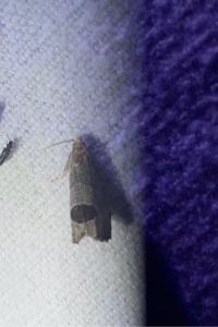 <i>Notocelia uddmanniana</i>
